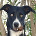Photo de profil de Laurent, client de Refuge du Petit Bonheur