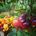 Photo de profil de sebastien prunet, client de [Eat Savourez La Nature] Evian Les Bains
