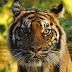 Photo de profil de Jib Rss, client de Pizza party Annemasse